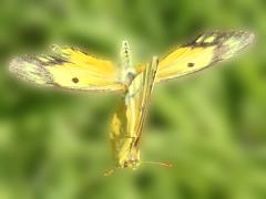 (Orange Sulfur) pair flight