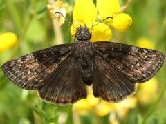 (Wild Indigo Duskywing) female on Bird's-foot Trefoil