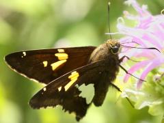 (Silver-spotted Skipper) underside