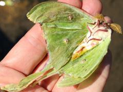 (Luna Moth) male underside