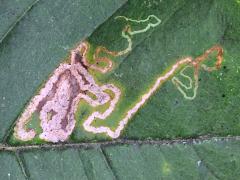 Wafer Ash Leafminer Moth mine on Wafer Ash