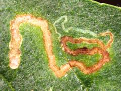 (Wafer Ash Leafminer Moth) mine on Wafer Ash