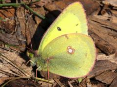 (Clouded Sulphur) male