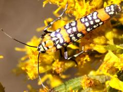 (Ailanthus Webworm Moth) dorsal