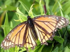 (Viceroy) male claspers