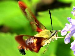 (Hummingbird Clearwing) hovering