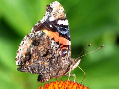 (Red Admiral) underside