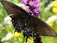 (Tiger Swallowtail) female dark form upperside