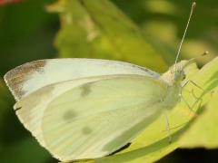 (Cabbage White) female