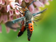 (Squash Vine Borer Moth) lateral