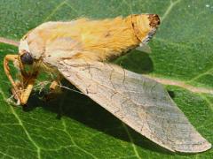 (Halysidota Tiger Moth) dead