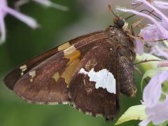 (Silver-spotted Skipper) underside