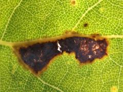 (Cottonwood Leafminer Moth) backlit mine on Cottonwood