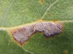 (Cottonwood Leafminer Moth) mine on Cottonwood