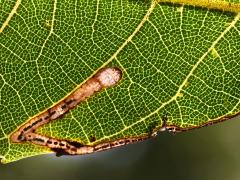 (Walnut Leafminer Moth) backlit mine on Black Walnut