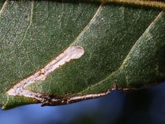 Walnut Leafminer Moth mine on Black Walnut