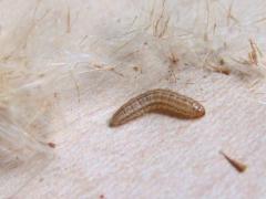 (Shy Cosmet Moth) larva