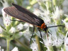 (Yellow-collared Scape Moth) on Tall Boneset