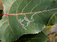 Aspen Serpentine Leafminer Moth serpentine mine on Cottonwood