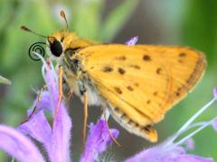 Fiery Skipper male on Wild Bergamot