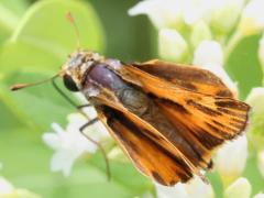 Fiery Skipper male on Hemp Dogbane