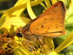 (Fiery Skipper) male underside