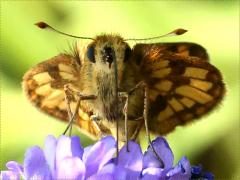 (Peck's Skipper) face on Hoary Vervain