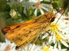 Fiery Skipper male on Heath Aster