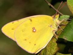 (Orange Sulfur) female