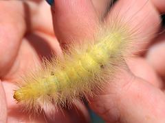 (Virginian Tiger Moth) caterpillar Alexandra