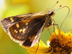 (Peck's Skipper) female underside on Butter Daisy