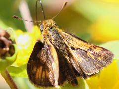 (Peck's Skipper) male upperside on Butter Daisy