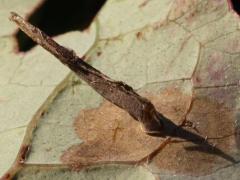 Antispila Shield-bearing Moth underside mine on Gray Dogwood