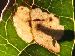 Antispila Shield-bearing Moth upperside backlit mine on Gray Dogwood