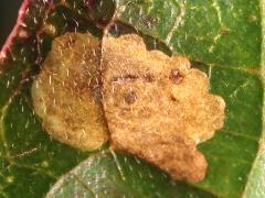 Antispila Shield-bearing Moth upperside mine on Gray Dogwood