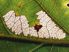 (Parornix Leafminer Moth) backlit mine on White Oak