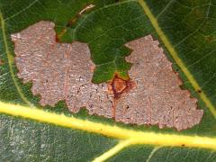 Parornix Leafminer Moth upperside mine on White Oak