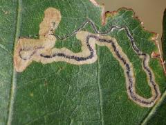 (Oak Pygmy Leafminer Moth) mine on White Oak