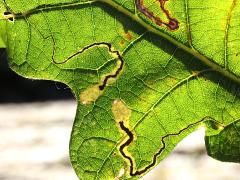 (Oak Pygmy Leafminer Moth) backlit mines on Bur Oak