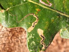 Oak Pygmy Leafminer Moth mines on Bur Oak