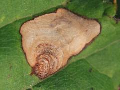 Aspilanta Leafminer Moth upperside mine on Riverbank Grape