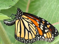 Monarch female ovipositing on Common Milkweed