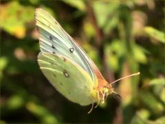 (Orange Sulfur) female cruising