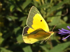 (Orange Sulfur) male flying