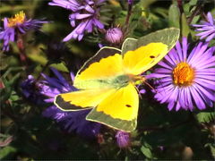 (Orange Sulfur) male gliding