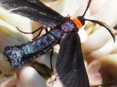 (Grapeleaf Skeletonizer Moth) pollinia upperside