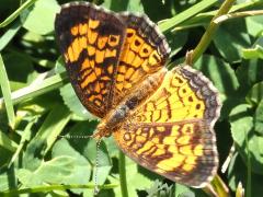 (Pearl Crescent) female