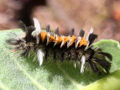 (Milkweed Tussock Moth) on Common Milkweed