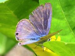 (Long Tailed Blue) male