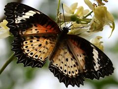 (Leopard Lacewing) female